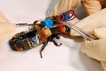 Gián sống robot tiến hóa với phép thuật công nghệ mới 