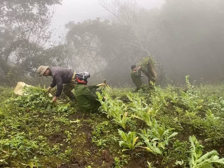 Triet pha hon 500 cay thuoc phien trong giua rung sau o Lao Cai