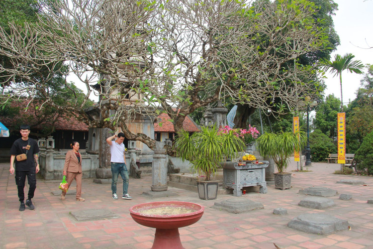 Chiem nguong bon cay co thu hang tram tuoi o chua Pho Minh-Hinh-10