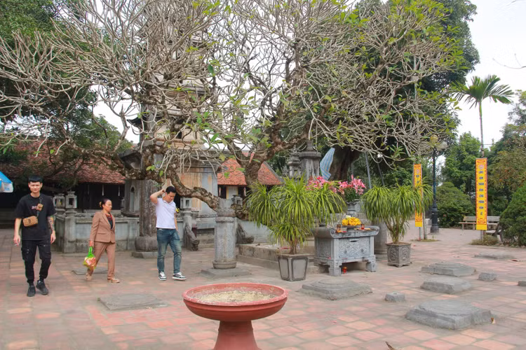 Chiem nguong bon cay co thu hang tram tuoi o chua Pho Minh-Hinh-10