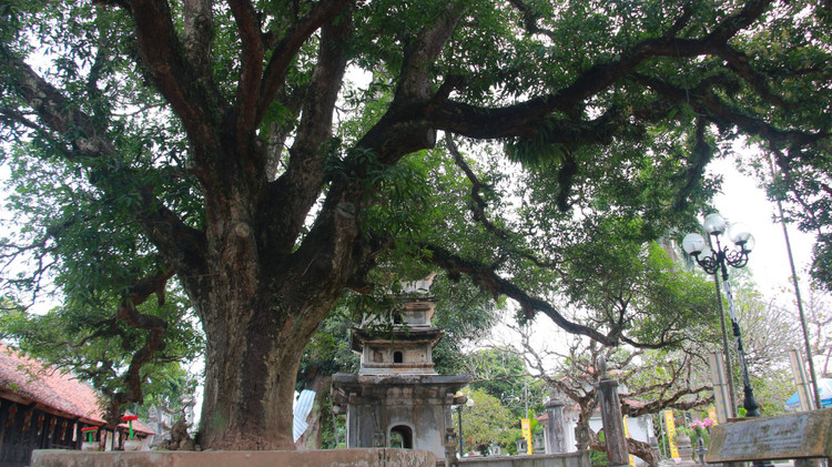 Chiem nguong bon cay co thu hang tram tuoi o chua Pho Minh-Hinh-4