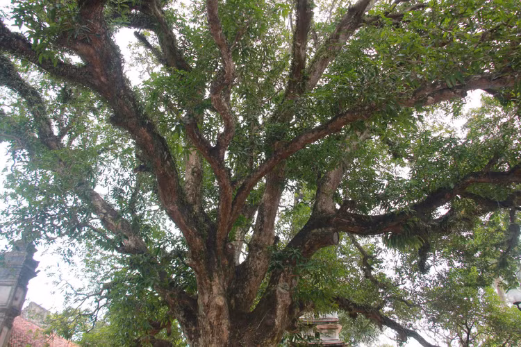 Chiem nguong bon cay co thu hang tram tuoi o chua Pho Minh-Hinh-6