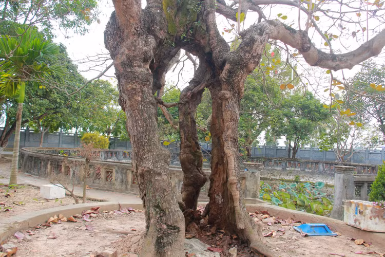 Chiem nguong bon cay co thu hang tram tuoi o chua Pho Minh-Hinh-8