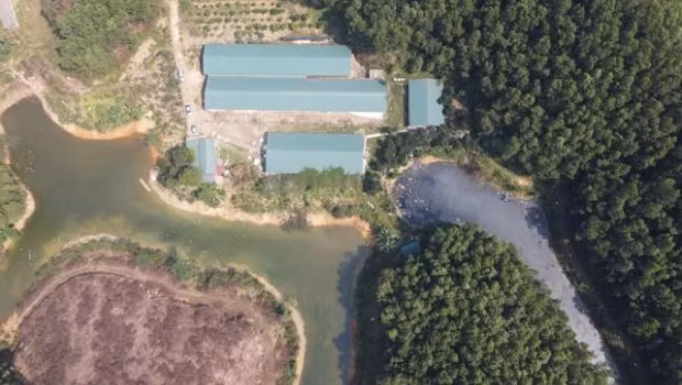 Thanh Hoa: Xu phat chu trai lon xa thai trai phep ra moi truong