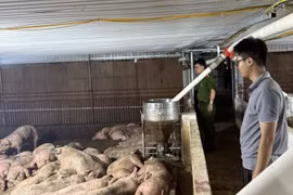 Phú Thọ phát hiện 102 con lợn nhiễm virus tai xanh trên đường tiêu thụ