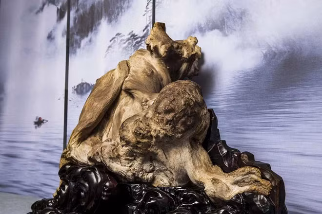 Vot duoc khuc go quy, lao nong ngo nguoi vi ban... ho-Hinh-5