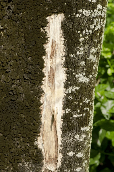Nhat duoc khuc go la, hoa ra 'bau vat' ca doi khong dam nghi-Hinh-7