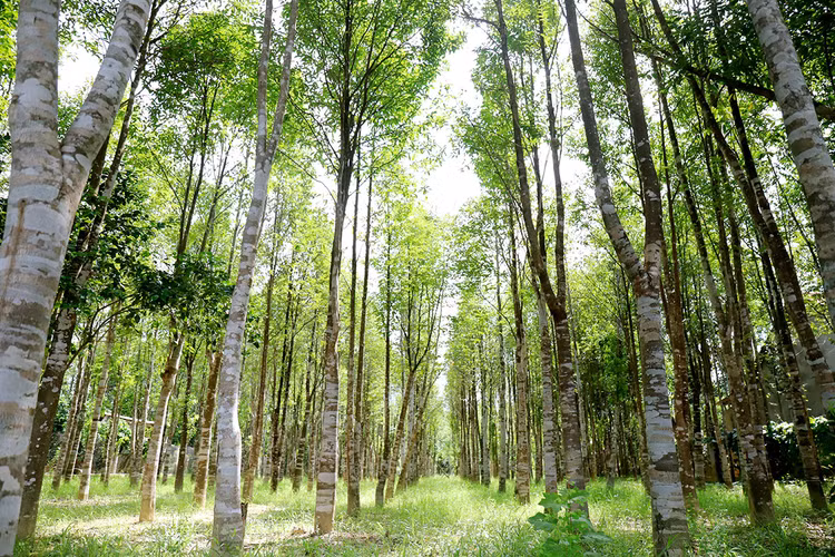 Nhat duoc khuc go la, nao ngo 'bau vat' ca doi khong dam nghi-Hinh-8