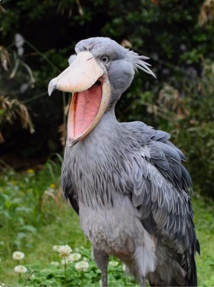 Ron nguoi loai chim doc ac, sat hai tan nhan ca anh chi em-Hinh-6