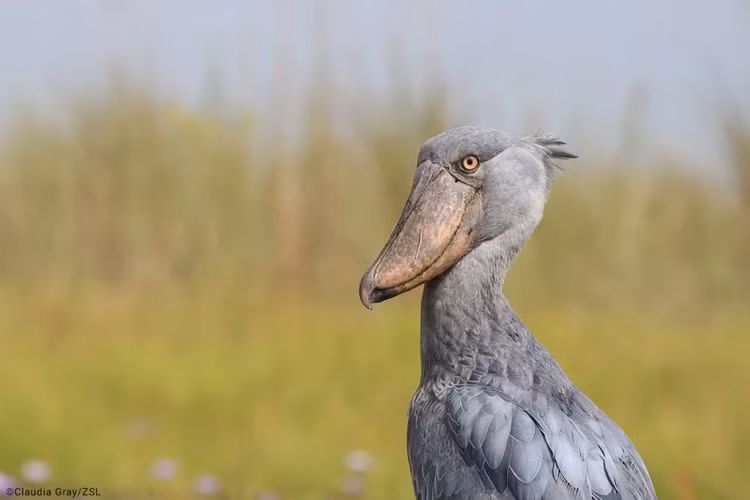 Ron nguoi loai chim doc ac, sat hai tan nhan ca anh chi em