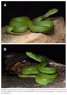 Ran luc moi phat hien o Viet Nam, the gioi chua tung co-Hinh-7