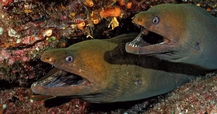 Sinh vat giong 'quai vat ho Loch Ness' dat vao bo bien My-Hinh-2