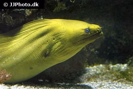 Sinh vat giong 'quai vat ho Loch Ness' dat vao bo bien My-Hinh-5