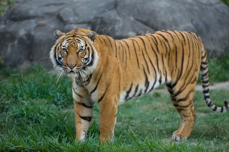 Loai ho quy hiem nhat hanh tinh, Viet Nam tu hao so huu-Hinh-6