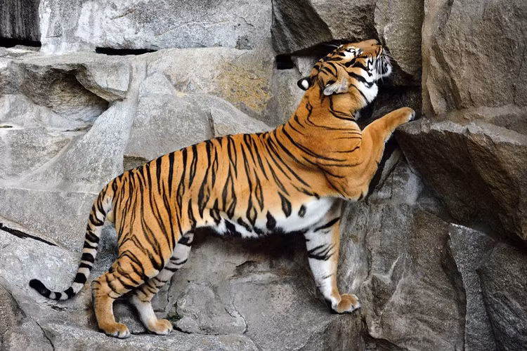 Loai ho quy hiem nhat hanh tinh, Viet Nam tu hao so huu-Hinh-8