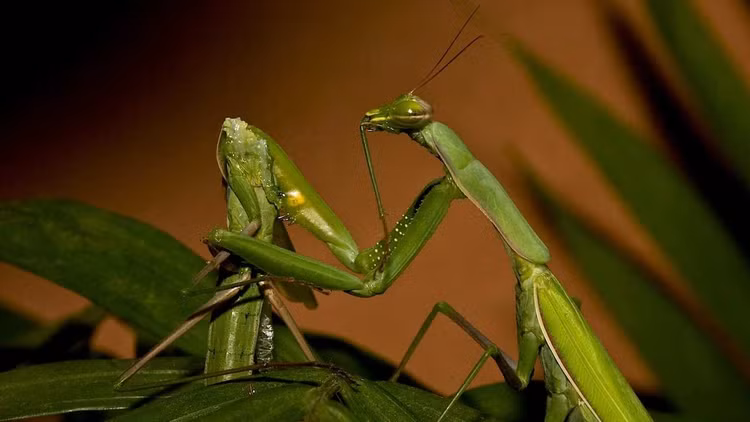 Top 4 dong vat mau lanh, an thit ban tinh khi 'an ai'-Hinh-2