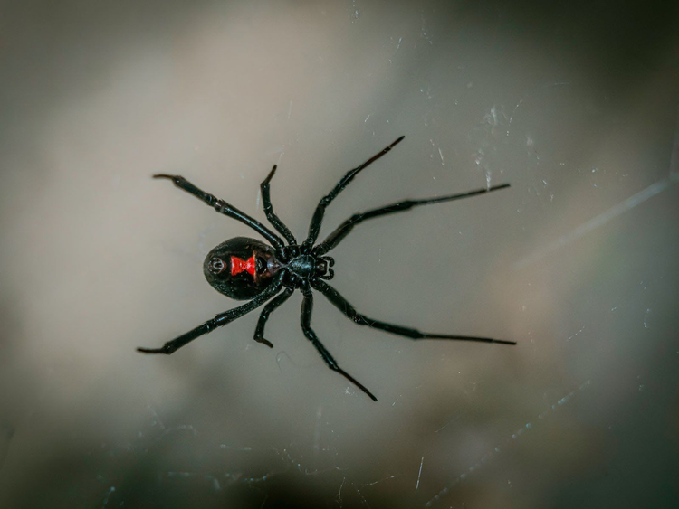 Top 4 dong vat mau lanh, an thit ban tinh khi 'an ai'-Hinh-3