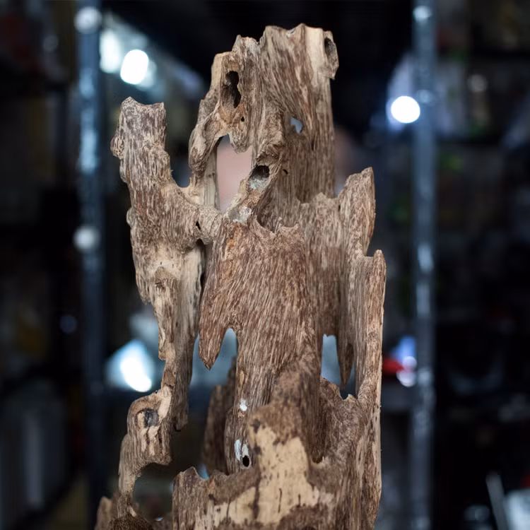 Cau duoc khuc go muc, ai ngo vat quy, doi doi sau 1 dem-Hinh-7