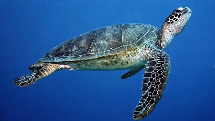 Rua xanh duoc tha ve bien Ly Son: Loai trong Sach Do the gioi-Hinh-2