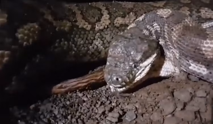 Nghe tieng dong la, gia chu that kinh thay “quai thu” can quay trong vuon-Hinh-4