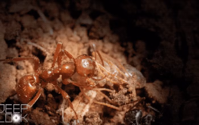 Bo tu dong vat co tai “bo thuoc me”, con moi tro tay khong kip-Hinh-4