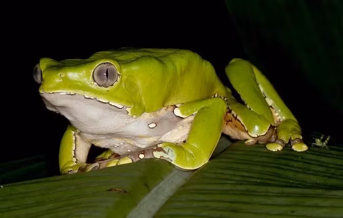 Bo tu dong vat co tai “bo thuoc me”, con moi tro tay khong kip-Hinh-8