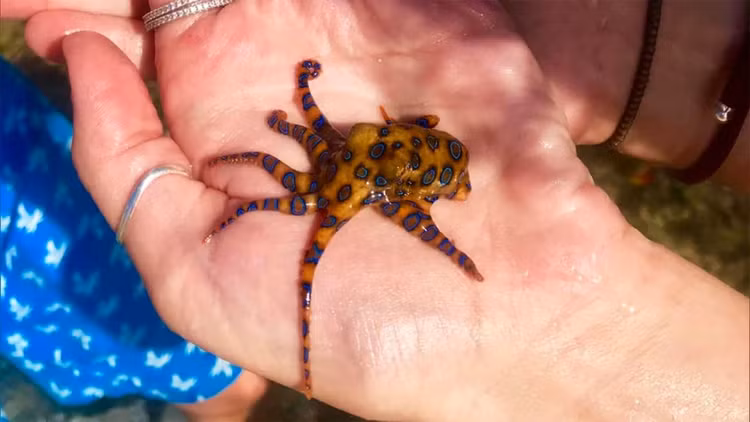 Soi sinh vat “dep nhu tien” nhung doc chet nguoi: Ran ho mang thua xa!-Hinh-8