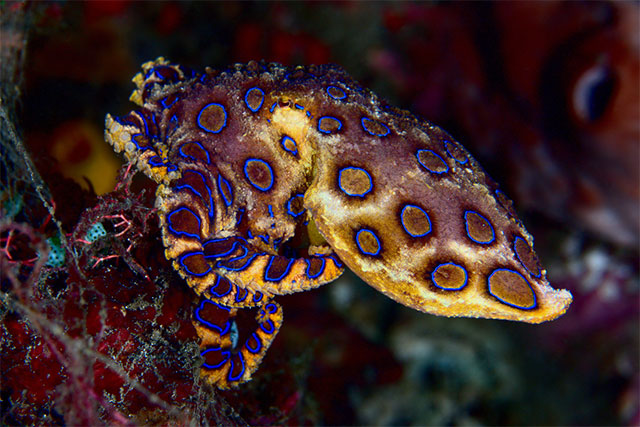 Soi sinh vat “dep nhu tien” nhung doc chet nguoi: Ran ho mang thua xa!-Hinh-6