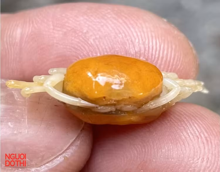 Can canh loai cua dau dac biet moi phat hien o Viet Nam-Hinh-5