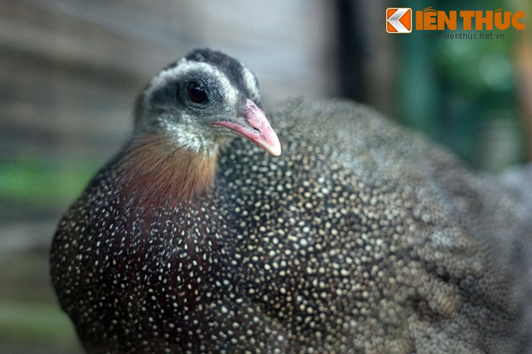 Ngam loai chim quy hiem bac nhat Viet Nam: Co trong Sach do chau A!-Hinh-7