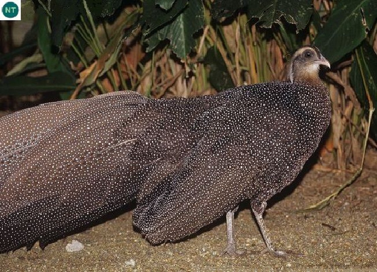 Ngam loai chim quy hiem bac nhat Viet Nam: Co trong Sach do chau A!-Hinh-3