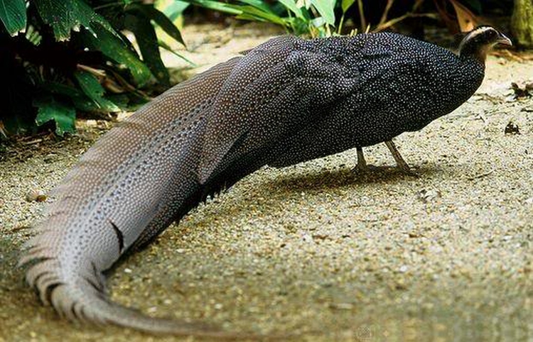 Ngam loai chim quy hiem bac nhat Viet Nam: Co trong Sach do chau A!-Hinh-4