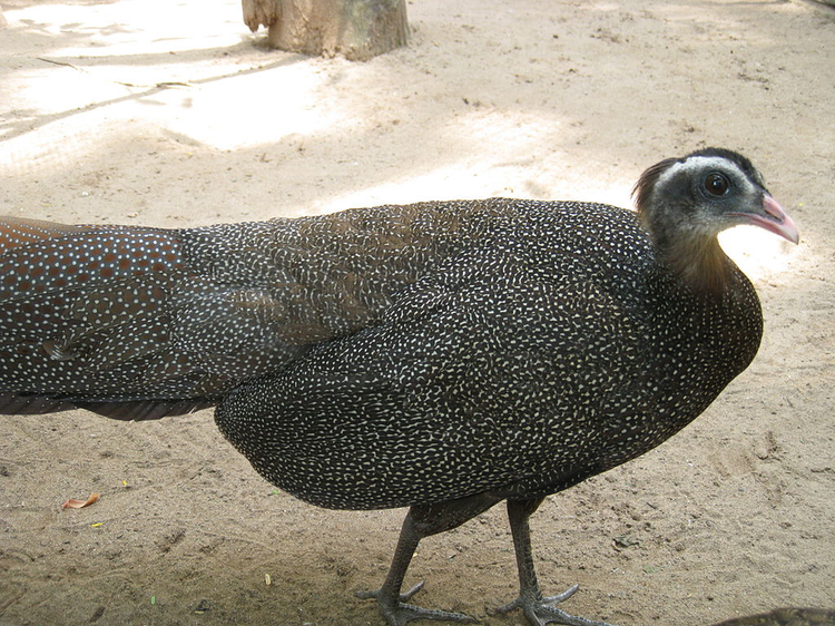 Ngam loai chim quy hiem bac nhat Viet Nam: Co trong Sach do chau A!-Hinh-2