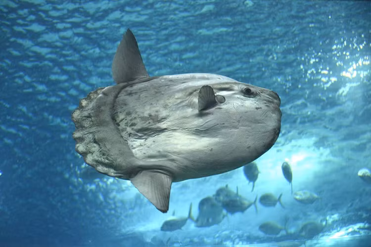 Sửng sốt 3 loài động vật “hiếm có, khó tìm” nhất hành tinh - Hình 7 Sung sot 3 loai dong vat “hiem co, kho tim” nhat hanh tinh-Hinh-7