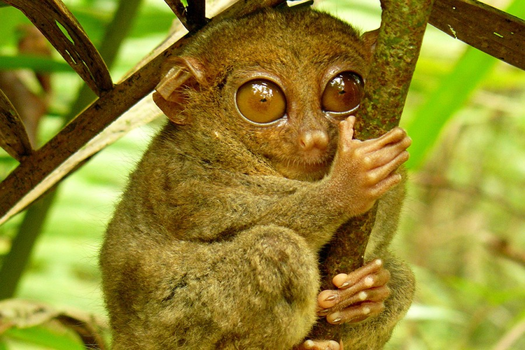 Sung sot 3 loai dong vat “hiem co, kho tim” nhat hanh tinh-Hinh-4