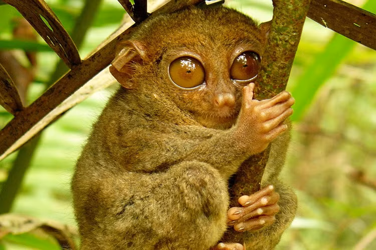 Sửng sốt 3 loài động vật “hiếm có, khó tìm” nhất hành tinh - Hình 4 Sung sot 3 loai dong vat “hiem co, kho tim” nhat hanh tinh-Hinh-4