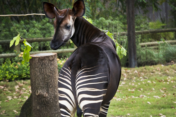 Sung sot 3 loai dong vat “hiem co, kho tim” nhat hanh tinh-Hinh-10