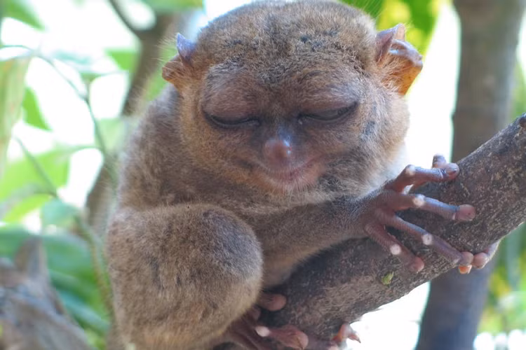 Sửng sốt 3 loài động vật “hiếm có, khó tìm” nhất hành tinh - Hình 3 Sung sot 3 loai dong vat “hiem co, kho tim” nhat hanh tinh-Hinh-3