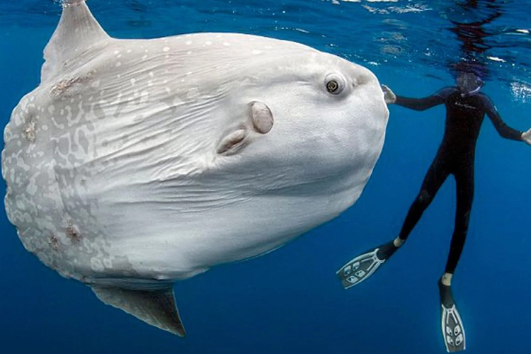 Sung sot 3 loai dong vat “hiem co, kho tim” nhat hanh tinh-Hinh-6