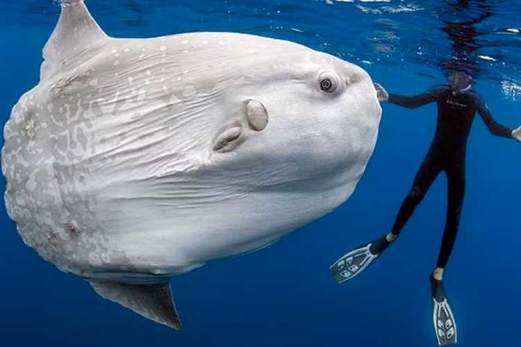 Sửng sốt 3 loài động vật “hiếm có, khó tìm” nhất hành tinh - Hình 6 Sung sot 3 loai dong vat “hiem co, kho tim” nhat hanh tinh-Hinh-6