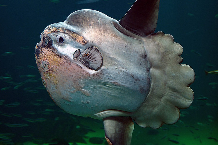 Sung sot 3 loai dong vat “hiem co, kho tim” nhat hanh tinh-Hinh-5