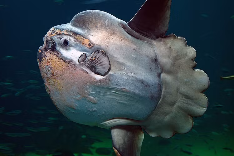 Sửng sốt 3 loài động vật “hiếm có, khó tìm” nhất hành tinh - Hình 5 Sung sot 3 loai dong vat “hiem co, kho tim” nhat hanh tinh-Hinh-5