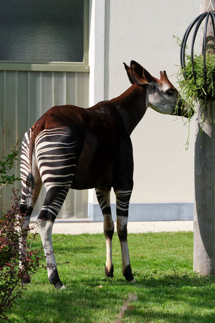 Sung sot 3 loai dong vat “hiem co, kho tim” nhat hanh tinh-Hinh-12