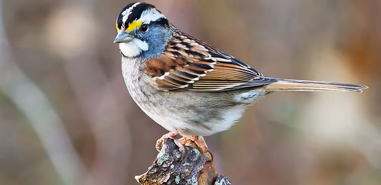 Ky la loai chim se co 4 “gioi tinh” khac nhau-Hinh-8