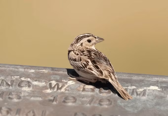 Ky la loai chim se co 4 “gioi tinh” khac nhau-Hinh-2