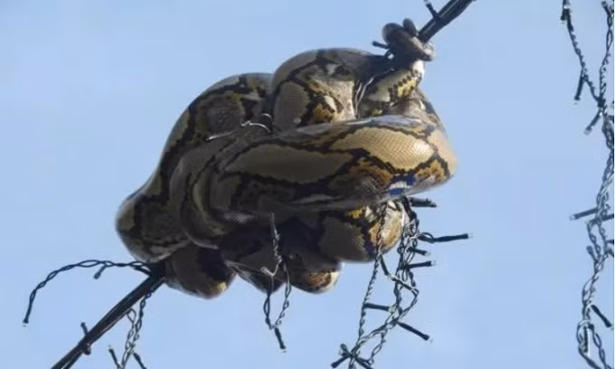 Soc nang phat hien 'quai thu' vat vo ngoai cua so-Hinh-2