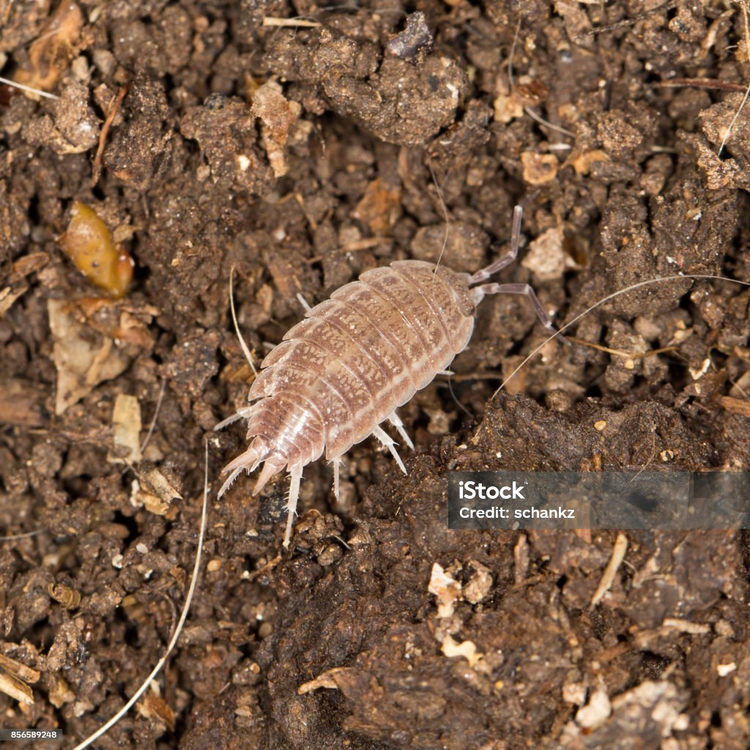 Loài côn trùng bị nhiều người ghét bất ngờ lại là 'kho báu' - Hình 2 Loai con trung bi nhieu nguoi ghet bat ngo lai la 'kho bau'-Hinh-2