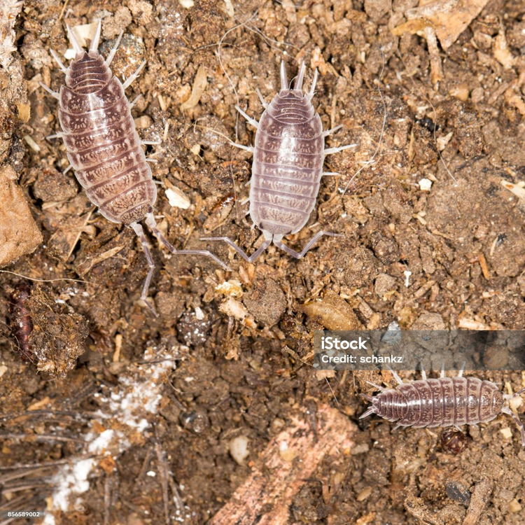 Loài côn trùng bị nhiều người ghét bất ngờ lại là 'kho báu' - Hình 8 Loai con trung bi nhieu nguoi ghet bat ngo lai la 'kho bau'-Hinh-8