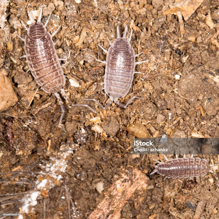 Loai con trung bi nhieu nguoi ghet bat ngo lai la 'kho bau'-Hinh-8