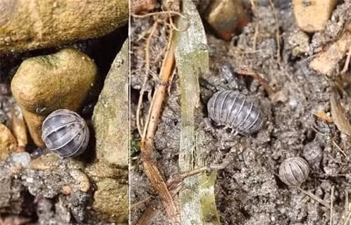 Loai con trung bi nhieu nguoi ghet bat ngo lai la 'kho bau'-Hinh-3